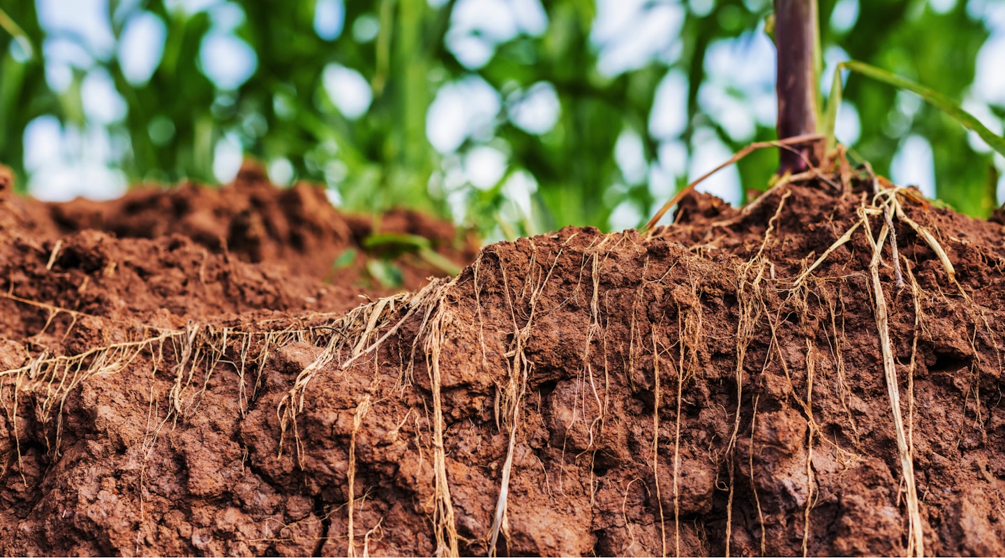 Soil and Roots Corn Plant